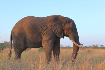 Fototapeta premium Afrikanischer Elefant / African elephant / Loxodonta africana