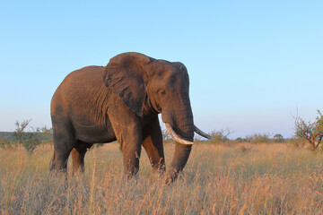 Afrikanischer Elefant / African elephant / Loxodonta africana