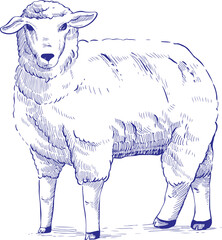 cartoon sketch illustration design of a sheep standing looking forward