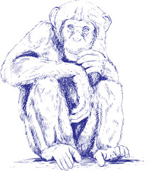 cartoon sketch illustration design of a monkey sitting smiling