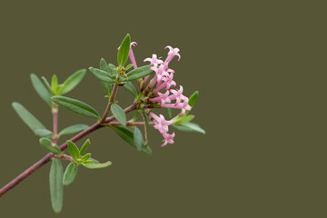 Flowers of the stinking madder (Plocama calabrica), low spreading shrub on limestone rocky ground