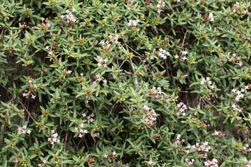 Flowers of the stinking madder (Plocama calabrica), low spreading shrub on limestone rocky ground 