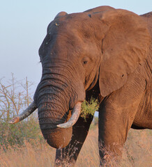 Afrikanischer Elefant / African elephant / Loxodonta africana..