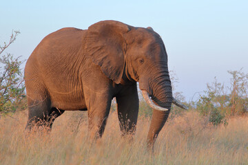 Obraz premium Afrikanischer Elefant / African elephant / Loxodonta africana