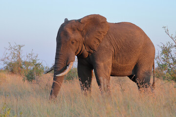 Fototapeta premium Afrikanischer Elefant / African elephant / Loxodonta africana