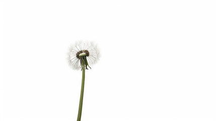  A solitary dandelion on a white backdrop with a dandelion in the foreground