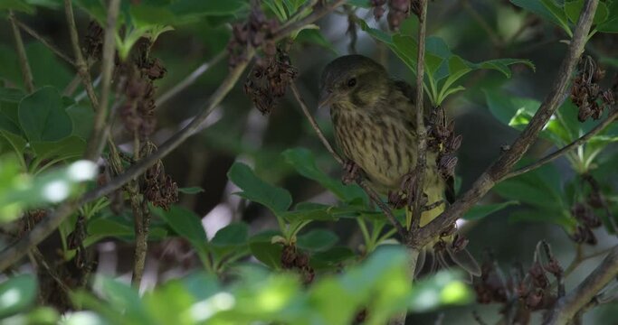 木陰で休むカワラヒワの幼鳥