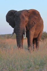 Obraz premium Afrikanischer Elefant / African elephant / Loxodonta africana