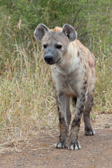 Tüpfelhyäne / Spotted hyaena / Crocuta crocuta