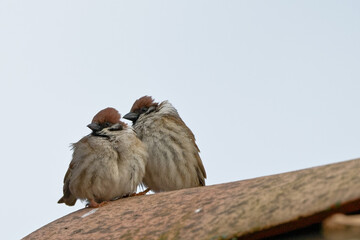 Moineau domestique - Passer domesticus