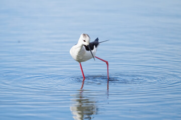 Échasse blanche - Himantopus himantopus - oiseaux échassiers - limicoles - Recurvirostridae
