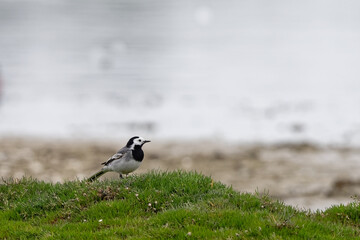 Bergeronnette grise- Motacilla alba - Hoche queue gris - passereaux - motacillidés

