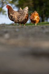 Hen in a farmyard (Gallus gallus domesticus)