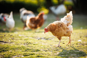 Hen in a farmyard (Gallus gallus domesticus)