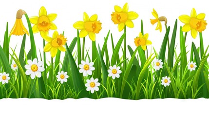   A field of green grass with yellow and white flowers, daisies on a white background