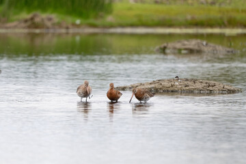 Barge à queue noire - Limosa limosa - oiseaux limicoles - scolopacidés
