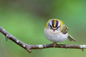 Roitelet triple-bandeau - Regulus ignicapilla - passériformes

