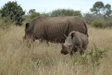 Fototapeta premium Breitmaulnashorn / Square-lipped rhinoceros / Ceratotherium simum.