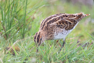 Bécassine des marais - Gallinago gallinago - Scolopacidae.
