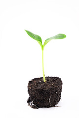 new life, melon sprout, in the ground with root system