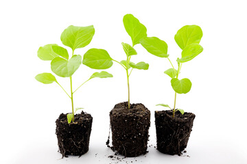 eggplant seedlings, photo without pots with root system