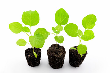 eggplant seedlings, photo without pots with root system