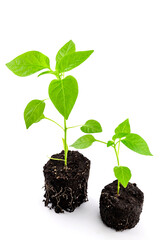 pepper seedlings in the ground with roots close-up
