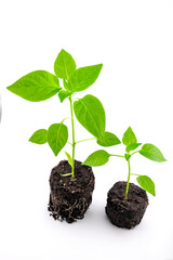 pepper seedlings in the ground with roots close-up