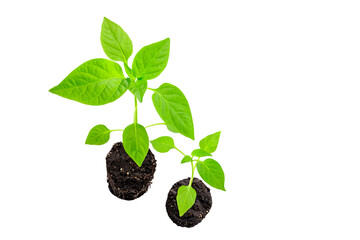pepper seedlings in the ground with roots close-up