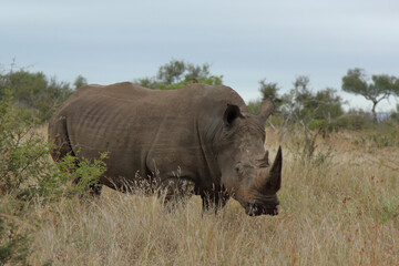 Fototapeta premium Breitmaulnashorn / Square-lipped rhinoceros / Ceratotherium simum