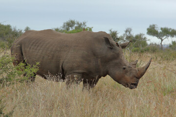 Fototapeta premium Breitmaulnashorn / Square-lipped rhinoceros / Ceratotherium simum