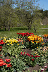 tulip garden in spring