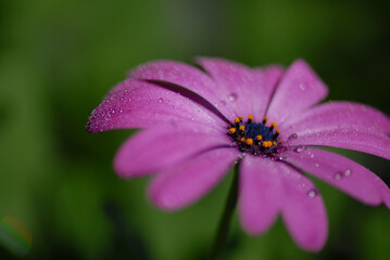 Daisy flower with dew
