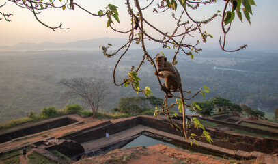 monkey at the tree branch, lions rock, sri lanka © kristina