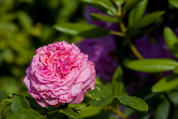 a large bold rose blossom against a blurred background