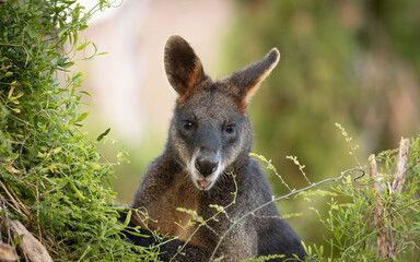 Cute Wallaby