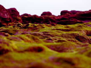 close up of moss and red rocky