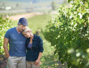Naklejka na ściany i meble Couple, vineyard and travel in countryside, marriage and field of grade and wine production. Vacation, anniversary trip and agriculture in Italy for romantic holiday, man and female person in scenery
