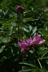 Pink Flowers of Peony in Full Bloom