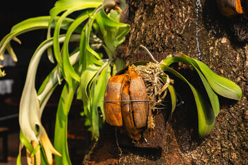 using coconut shell and husk and secure it with wire  for growing orchids plant, gardening tips...