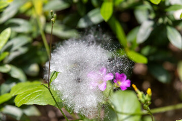 2024 May 15,Hong Kong.The fruit of a cotton tree that has peeled off its skin falls from the tree to the ground.