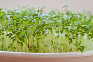 Closeup of growing cress on a white plate