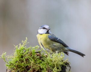 Small blue tit perched on a wooden stump