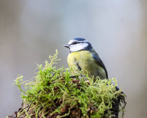 Obraz premium Blue tit perches on a vibrant green moss-covered branch