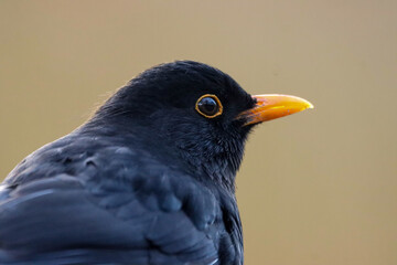 Closeup of a blackbird with vibrant orange beak