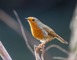 Small robin perched on a bare tree branch
