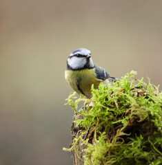 Fototapeta premium Blue tit perched on a moss-covered trunk