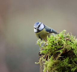 Blue tit perched on moss-covered post by bird feeder