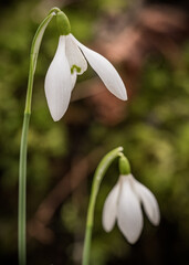Snowdrops in a grassy field