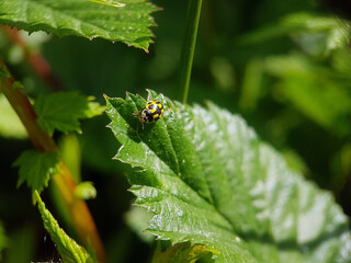 ladybird on a leaf